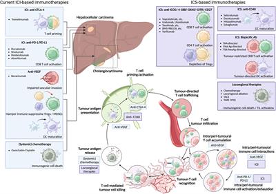 Engaging stimulatory immune checkpoint interactions in the tumour immune microenvironment of primary liver cancers – how to push the gas after having released the brake